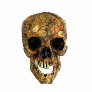 CRANEO CALAVERA DE LA ANTIGÜEDAD