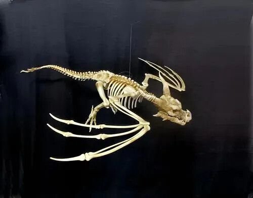 ESQUELETO DE PTEROSAURIO DRAGON - Imagen 3